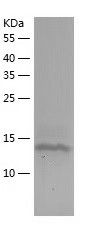    GABARAP / Recombinant Human GABARAP