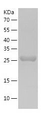    PGLS / Recombinant Human PGLS