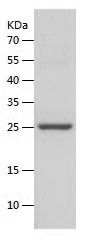    APT-2 / Recombinant Human APT-2