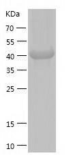    AMSH / Recombinant Human AMSH