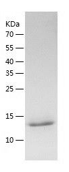    BRD1 / Recombinant Human BRD1