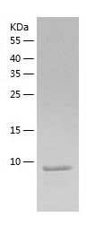    CXCL14 / Recombinant Human CXCL14