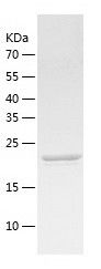    Rab3D / Recombinant Human Rab3D