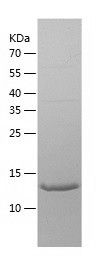    IL-33 / Recombinant Human IL-33