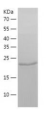    BAG2 / Recombinant Human BAG2