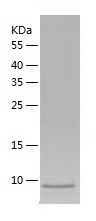    LY6G6D / Recombinant Human LY6G6D