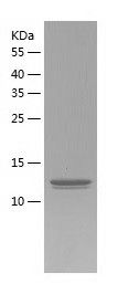    ERp18 / Recombinant Human ERp18