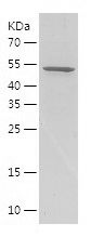    BMP15 / Recombinant Human BMP15