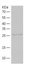    MBD3 / Recombinant Human MBD3