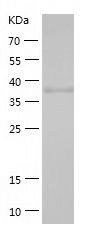    NAPSIN A / Recombinant Human NAPSIN A