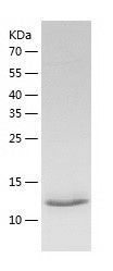    Mint3 / Recombinant Human Mint3