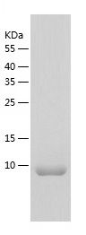    Cytochrome b5 / Recombinant Human Cytochrome b5