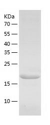 Recombinant Mouse Dihydrofolate reductase DHFR