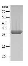    Nucleoside phosphorylase / Recombinant Human Nucleoside phosphorylase