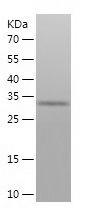 Recombinant Rat Carboxypeptidase A