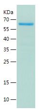 Recombinant Mouse C3