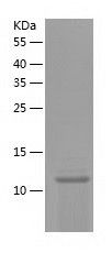    Cystatin SN / Recombinant Human Cystatin SN