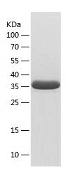    Bradykinin / Recombinant Human Bradykinin