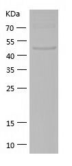    c-Myc / Recombinant Human c-Myc