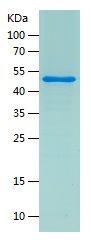    c-Myc / Recombinant Human c-Myc