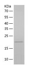    H-Ras G12V / Recombinant Human H-Ras G12V