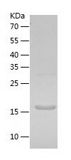    KRAS / Recombinant Human KRAS