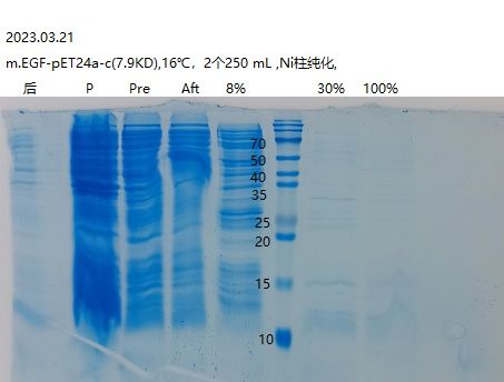 Recombinant Mouse EGF