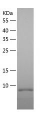    EGF / Recombinant Human EGF