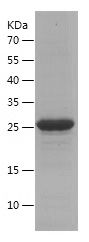 Recombinant TGF alpha