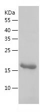    Interferon alpha 2 / Recombinant Human Interferon alpha 2