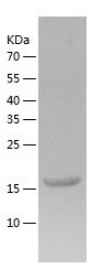    IFNA14 / Recombinant Human IFNA14