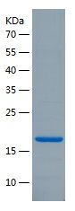 Recombinant Mouse IL-1 alpha