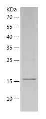    IL-1 alpha / Recombinant Human IL-1 alpha