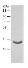 Recombinant Mouse IGJ