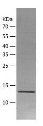    Myoglobin / Recombinant Human Myoglobin