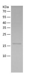    alpha crystallin / Recombinant Human alpha crystallin