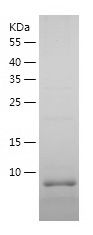    Apolipoprotein CI / Recombinant Human Apolipoprotein CI