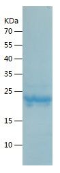    Apolipoprotein CII / Recombinant Human Apolipoprotein CII