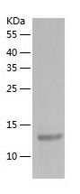 Recombinant Rat liver FABP