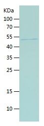    Band 3 / Recombinant Human Band 3