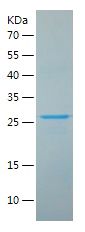    LRG1 / Recombinant Human LRG1