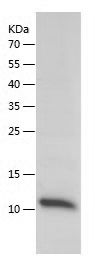    PF4 / Recombinant Human PF4