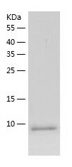    Cystatin-B / Recombinant Human Cystatin-B