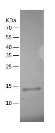    PDGF AA / Recombinant Human PDGF AA