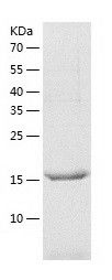    Apolipoprotein B / Recombinant Human Apolipoprotein B