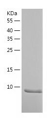 Recombinant Mouse IL5