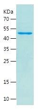    Wnt1 / Recombinant Human Wnt1