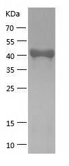    p53 / Recombinant Human p53