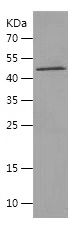 Recombinant Mouse Nicotinic Acetylcholine Receptor alpha 1