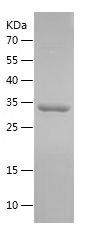 Recombinant Mouse IGF1